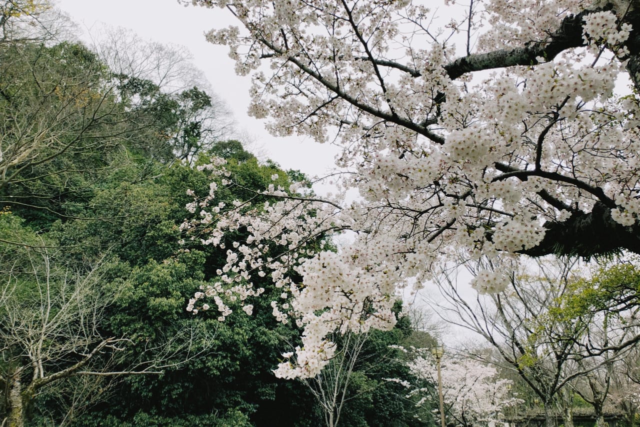 姫路市 姫路城の桜が徐々に咲いて来ました 見頃は4月上旬だそうです 号外net 姫路市