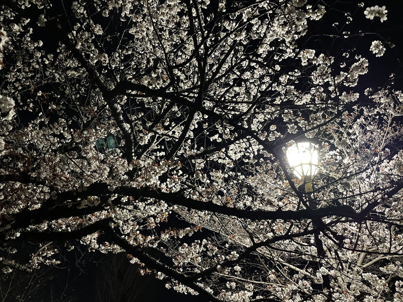 姫路市 姫路城の隣にある日本庭園 好古園にて桜をライトアップする 夜桜会 が21年4月11日 日 まで開催されています 号外net 姫路市