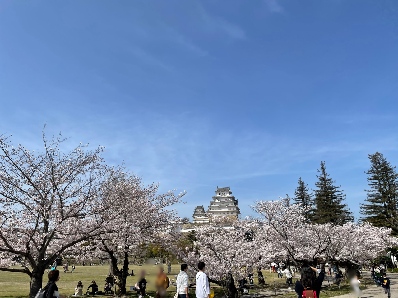 姫路市 桜が見頃になってきた姫路城の三の丸広場が21年3月26日 金 開放されました 号外net 姫路市