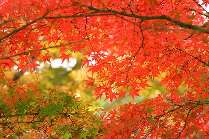 姫路市 21年11月12日 金 14日 日 の3日間 紅葉の名所である書写山にて 書写山もみじまつり が開催されます 号外net 姫路市